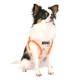 Pettorina Vinca Harness B