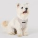 Pettorina Puppia Irvin Harness A